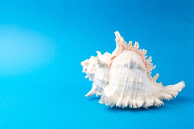 Mavi arka planda güzel deniz kabukları