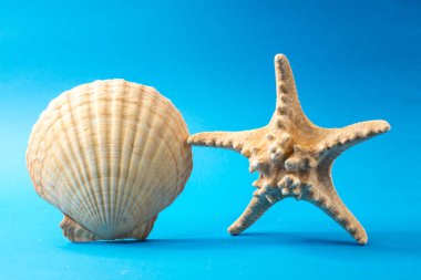 Mavi arka planda güzel deniz kabukları