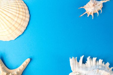 Mavi arka planda güzel deniz kabukları