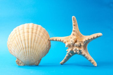 Mavi arka planda güzel deniz kabukları