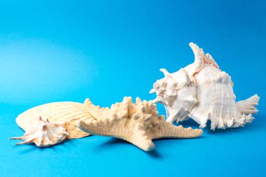 Mavi arka planda güzel deniz kabukları