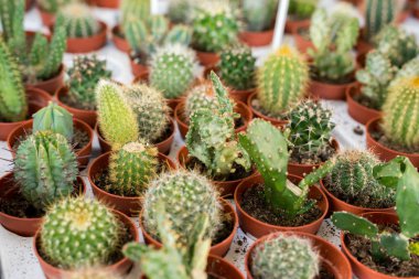 küçük güzel kaktüsler tencere