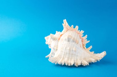 Mavi arka planda güzel deniz kabukları