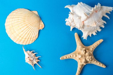 Mavi arka planda güzel deniz kabukları
