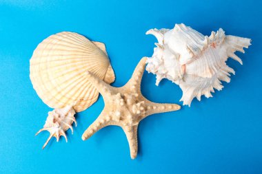 Mavi arka planda güzel deniz kabukları
