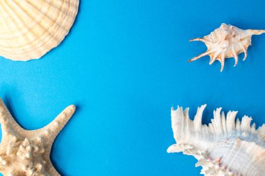 Mavi arka planda güzel deniz kabukları