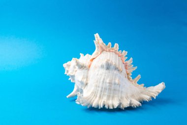 Mavi arka planda güzel deniz kabukları
