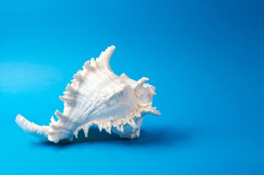 Mavi arka planda güzel deniz kabukları