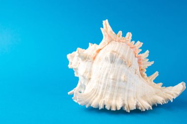 Mavi arka planda güzel deniz kabukları