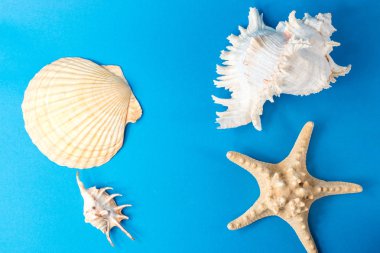 Mavi arka planda güzel deniz kabukları