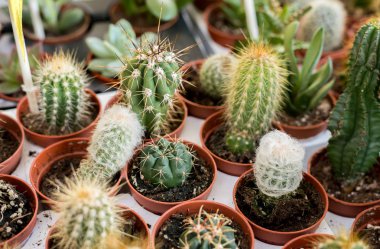 küçük güzel kaktüsler tencere