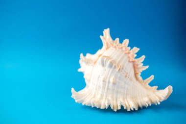 Mavi arka planda güzel deniz kabukları