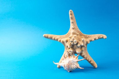 Mavi arka planda güzel deniz kabukları