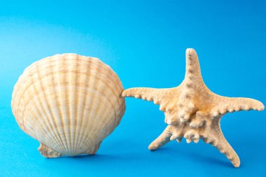 Mavi arka planda güzel deniz kabukları