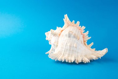 Mavi arka planda güzel deniz kabukları