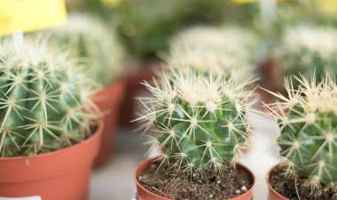 küçük güzel kaktüsler tencere