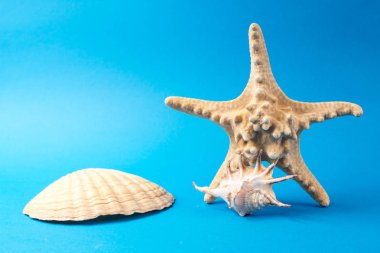 Mavi arka planda güzel deniz kabukları