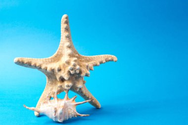 Mavi arka planda güzel deniz kabukları