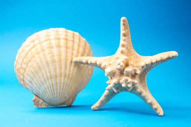 Mavi arka planda güzel deniz kabukları