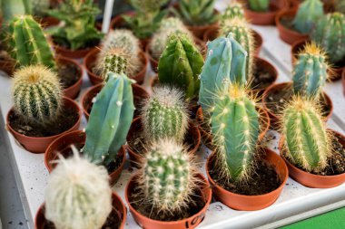 küçük güzel kaktüsler tencere