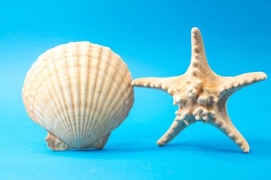 Mavi arka planda güzel deniz kabukları