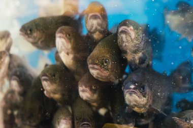 içinde belgili tanımlık akvaryum balık pazarı üzerinde su altında balık