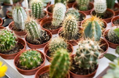 küçük güzel kaktüsler tencere