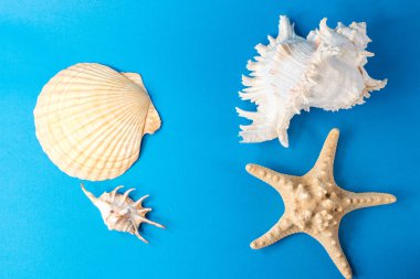 Mavi arka planda güzel deniz kabukları