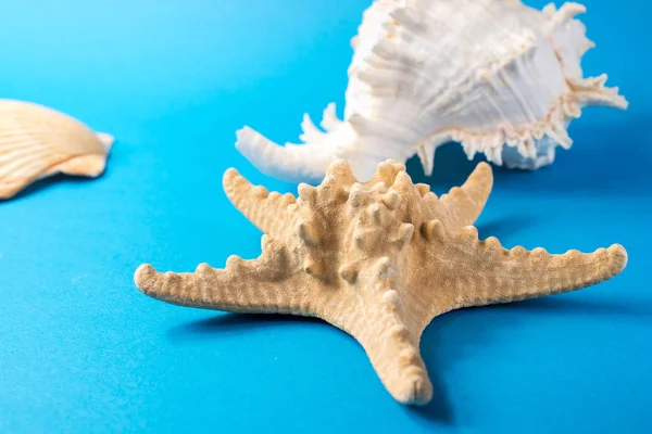 Mavi arka planda güzel deniz kabukları