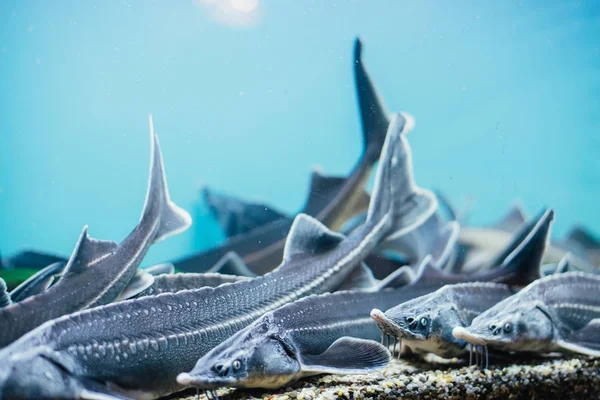 Nahaufnahme Von Welsen Die Aquarium Schwimmen — Stockfoto