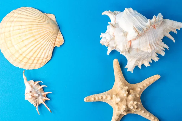 Mavi arka planda güzel deniz kabukları
