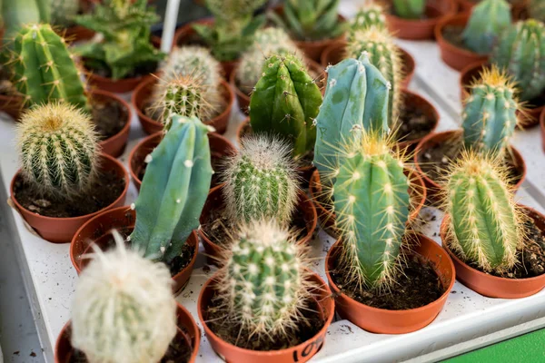 küçük güzel kaktüsler tencere