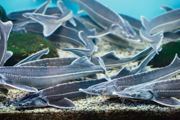 Selektiver Fokus Der Aquarium Schwimmenden Welse — Stockfoto