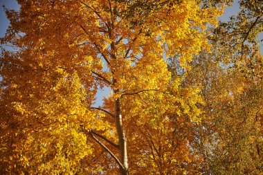mavi gökyüzü arka plan üzerinde sarı yaprakları ile dal