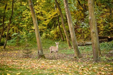 Güzel sonbahar park. . Sonbahar Ağaç ve yaprak. Landscape.Park. Sonbahar ormanda.