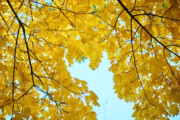 Ramitas Con Hojas Amarillas Sobre Fondo Azul Del Cielo — Foto de Stock