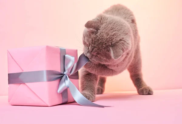 Różowe Pudełko Kot Tle — Zdjęcie stockowe