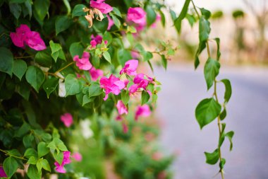 seçici odak çiçek ve yeşil yaprakları 