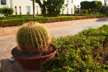 seçici odak yeşil güzel kaktüs 