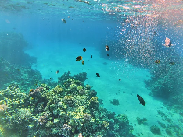 Unterwasserbild Von Fauna Und Flora Roten Meer Ägypten — Stockfoto