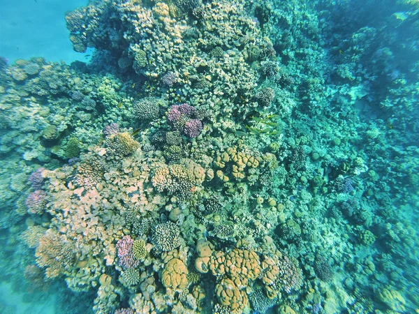 Imagen Submarina Fauna Flora Mar Rojo Egipto — Foto de Stock