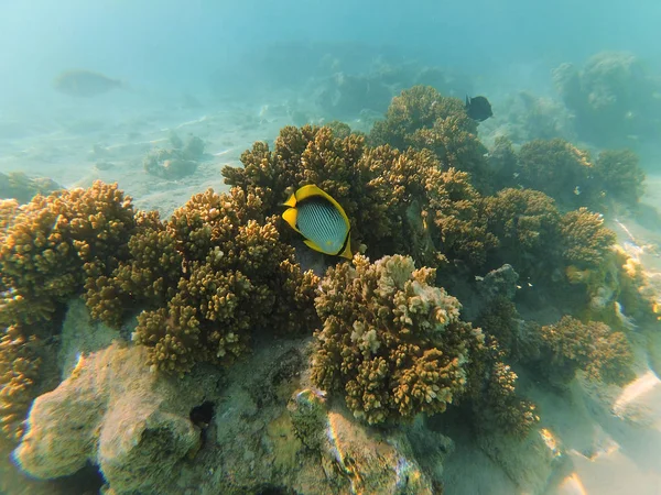 Unterwasserbild Von Fauna Und Flora Roten Meer Ägypten — Stockfoto