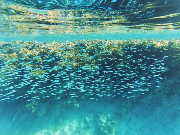 Obraz Podwodnej Fauny Flory Red Sea Egipt — Zdjęcie stockowe