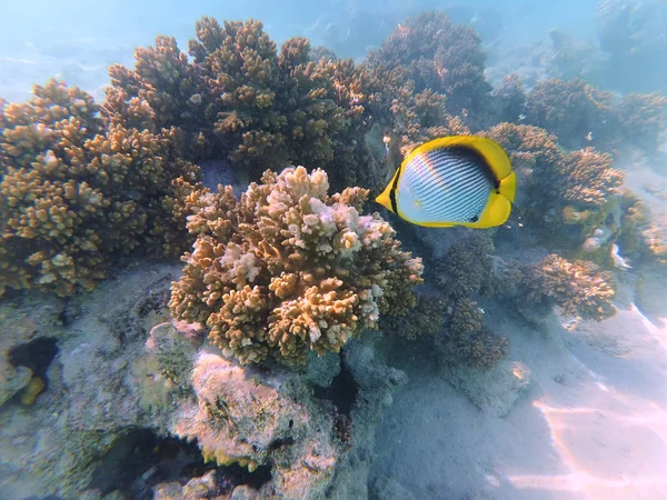 Подводное Изображение Фауны Флоры Красном Море Египет — стоковое фото