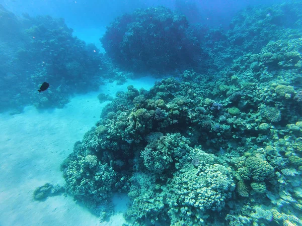 Подводное Изображение Фауны Флоры Красном Море Египет — стоковое фото