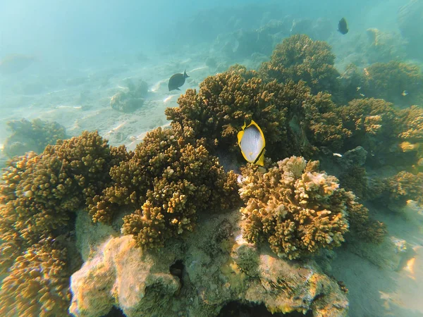 Unterwasserbild Von Fauna Und Flora Roten Meer Ägypten — Stockfoto