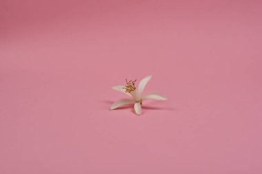 güzel çiçek pembe bir arka plan üzerinde stüdyo çekim 