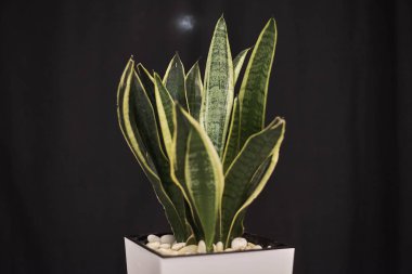 seçici odak yaşam oom yeşil Saksı bitki