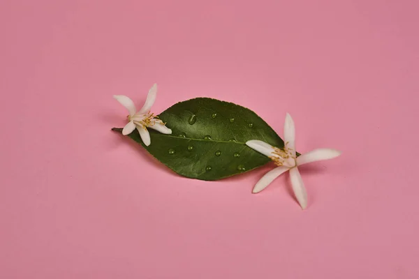 Studio Βολή Από Πράσινα Φύλλα Και Λουλούδια Ροζ Φόντο — Φωτογραφία Αρχείου