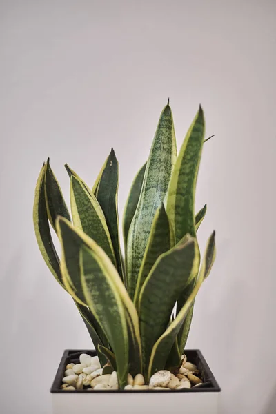 Seçici Odak Yaşam Oom Yeşil Saksı Bitki — Stok fotoğraf